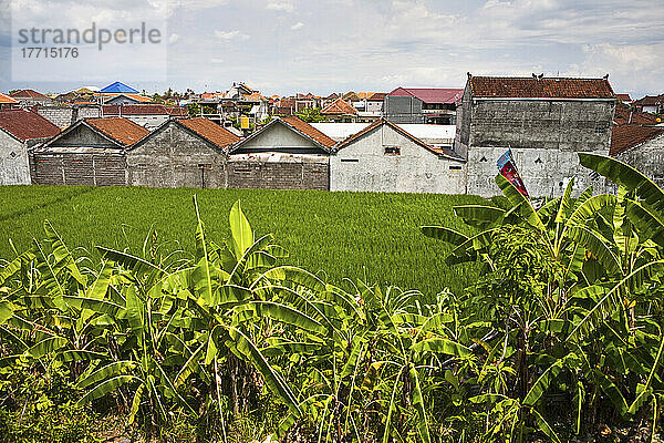 Hinterhof-Reisfelder in der Stadt  Pemogan  Bali  Indonesien