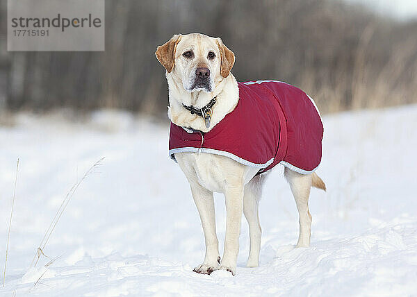 Gelber Labrador-Retriever-Hund  der seinen Mantel an einem kalten Wintertag trägt. Assiniboine Forest  Winnipeg  Manitoba  Kanada.