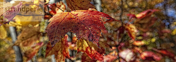 Herbstfarben auf den Blättern im Killbear Provincial Park  Ontario.