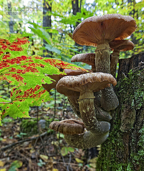 Ein Cluster von Pilzen auf einem Baumstumpf im Algonquin Provincial Park; Ontario Kanada