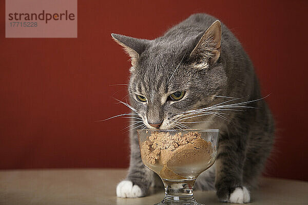 Wahl des Künstlers: Katze isst Futter in Glasschüssel