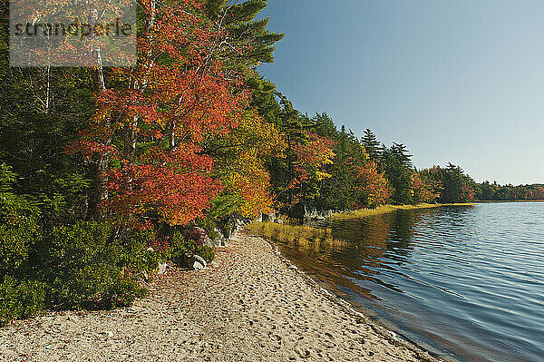 Mischwald säumt den Kejimkujik-See am Kedge Beach  Herbst  Kejimkujik Np  Nova Scotia  Kanada.