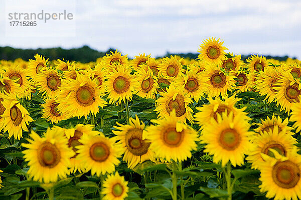 Sonnenblumenfeld  Bradford  Ontario