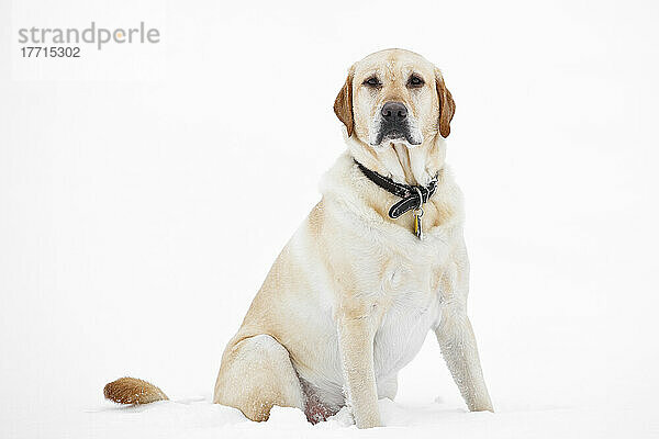 Artist's Choice: Gelber Labrador Retriever sitzt im Schnee  Winnipeg  Manitoba