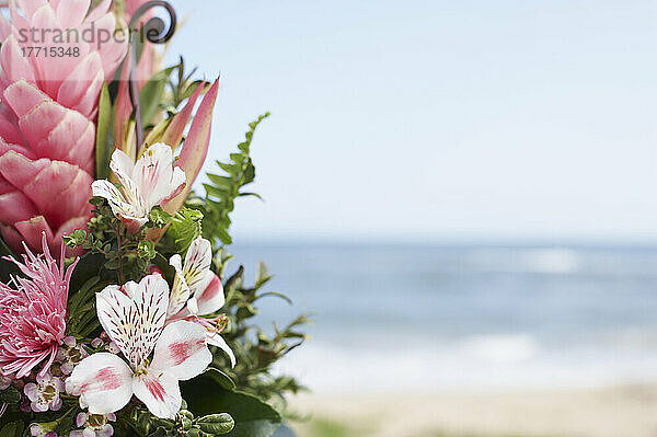 Blumen am Strand  Kauai  Hawaii