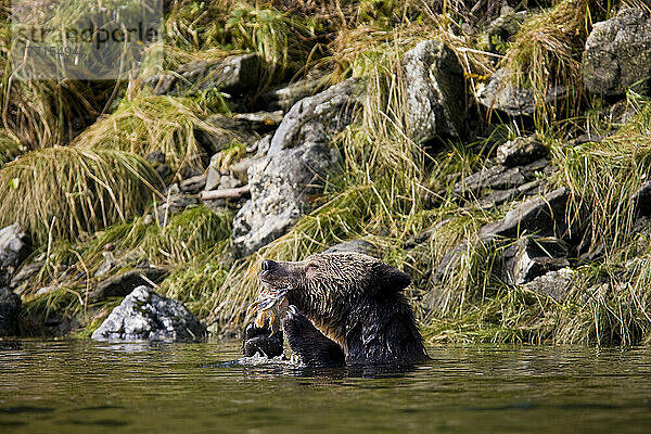 Ein junger Grizzlybär frisst Lachs im Wasser  Mussel River  Great Bear Rainforest  British Columbia