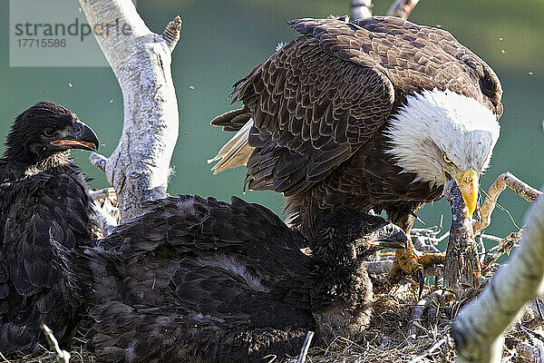 Ausgewachsener Weißkopfseeadler frisst den Schwanz eines Fisches  während die Küken zusehen; Whitehorse  Yukon  Kanada