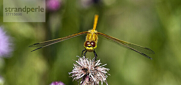 Libelle auf einer Blume; Saskatchewan  Kanada