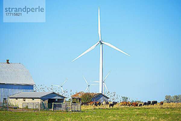 Windturbinen auf einem Bauernhof; Wolfe Island  Ontario  Kanada