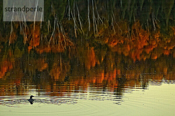 Loon in Opeongo Lake mit Reflexion der Bäume im Wasser  Algonquin Park  Ontario.