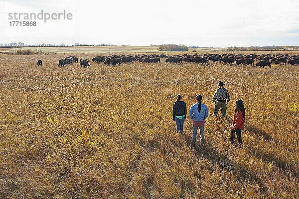 Ureinwohnerfamilie  die durch eine Büffelfarm geht; Rossburn  Manitoba  Kanada