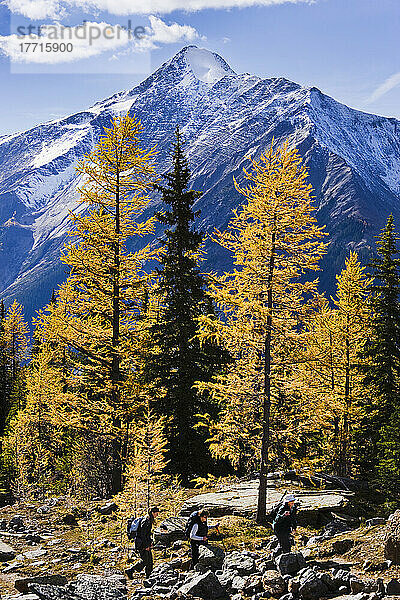 Auswahl des Künstlers: Wanderer  Lärchenbäume und Mount Owen  Yoho National Park  British Columbia