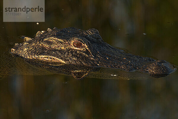 Amerikanischer Alligator  Everglades National Park  Florida.