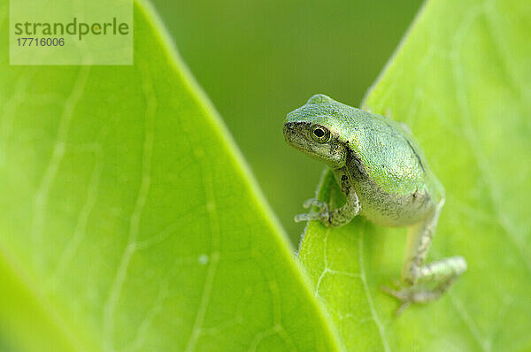 Junger Grauer Laubfrosch (Hyla Versicolor) auf einem Blatt; Les Cedres Quebec Kanada