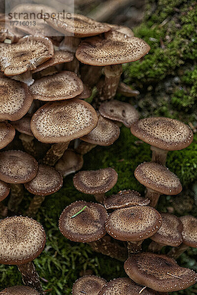 Ein Cluster von Pilzen auf einem Baumstumpf im Algonquin Provincial Park; Ontario Kanada