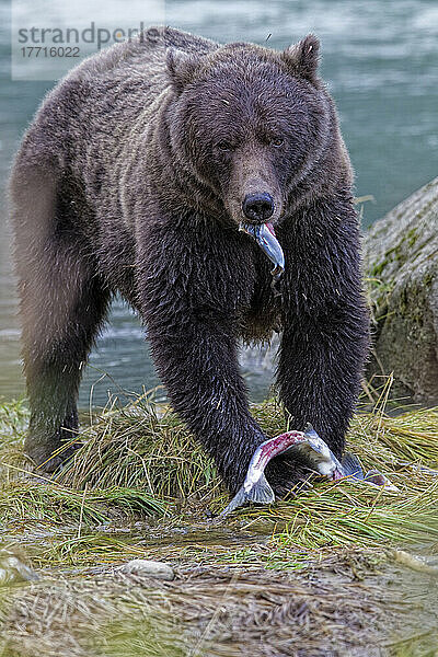 Erwachsener Grizzlybär frisst einen Lachs entlang des Flusses; Haines Alaska Usa