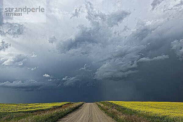 Sturmwolken sammeln sich über einem sonnenbeschienenen Rapsfeld und einer Straße; Alberta  Kanada