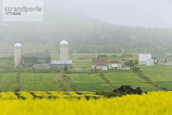 Nebel über Rapsfeld und Bauernhof  Region Bas-Saint-Laurent  Sainte-Helene  Quebec