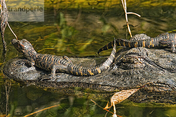 Junge amerikanische Alligatoren an Maul und Kopf der Mutter  Everglades National Park  Florida.