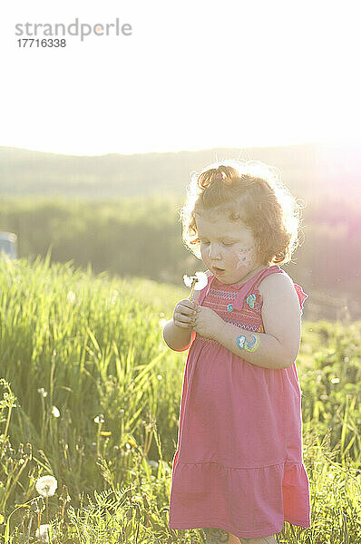 Kleines Mädchen pflückt Blumen auf einem Feld  Saint John  New Brunswick
