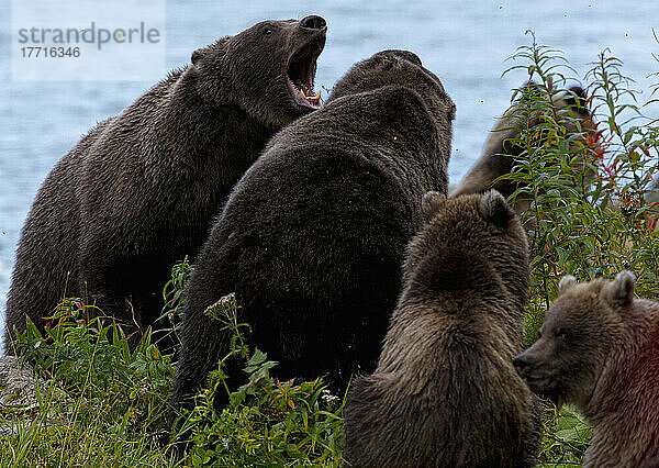 Weibliche Grizzlybären treten in einem Territorialstreit gegeneinander an; Haines Alaska Usa