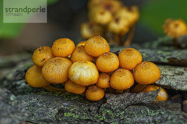 Pilze auf einem Baumstamm in einem Wald; Ontario Kanada