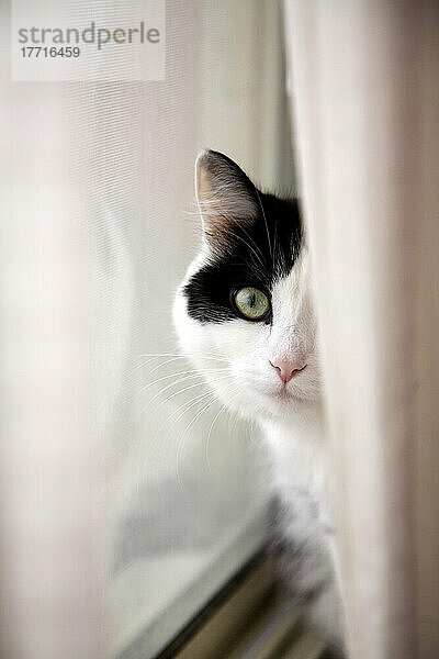 Katze auf einer Fensterbank hinter einem Vorhang