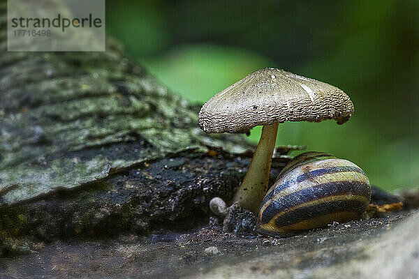 Schnecke  die unter einem Pilz sitzt; Ontario Kanada