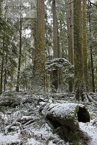 Schneebedeckte Bäume im Cathedral Grove bei Port Alberni  Vancouver Island  British Columbia.