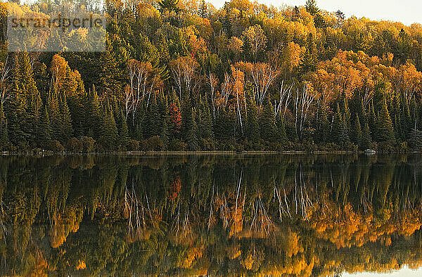 Die Herbstfarben spiegeln sich im Wasser des Opeongo Lake  Algonquin Park  Ontario.