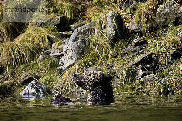 Ein junger Grizzlybär frisst Lachs im Wasser  Mussel River  Great Bear Rainforest  British Columbia