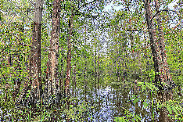 Sumpf  Süd-Louisiana