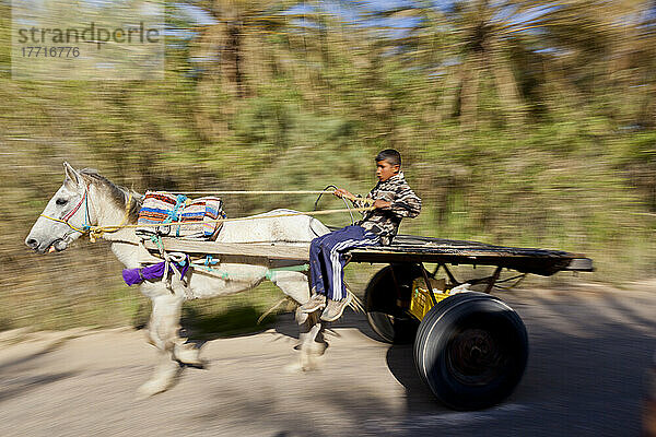 Ein junger tunesischer Junge fährt mit seinem Pferdewagen durch eine Oase; Nouail  Tunesien  Nordafrika