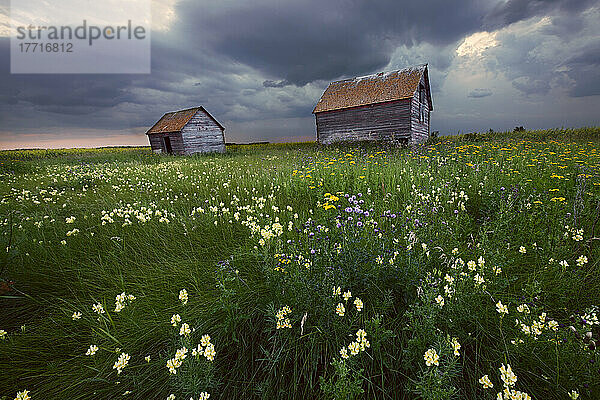 Zwei alte Getreidespeicher mit Prärie-Wildblumen unter Gewitterwolken in Zentral-Alberta