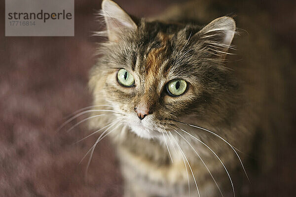 Katze mit grünen Augen