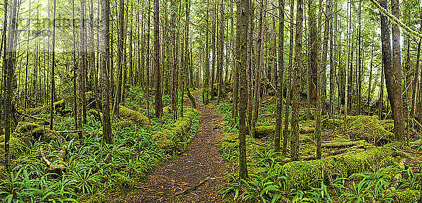 Pfad im dichten Sekundärwald im Cape Scott Provincial Park; Vancouver Island  British Columbia  Kanada