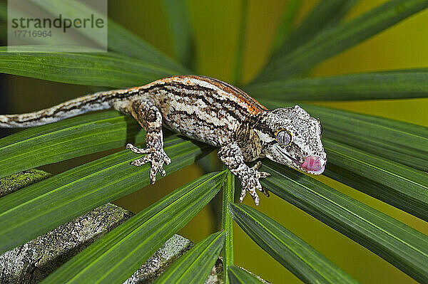 Der Gargoyle-Gecko (Rhacodactylus Auriculatus)  dessen Lebensraum durch Abholzung bedroht ist  kommt nur am südlichen Ende der Insel Neukaledonien vor. In Gefangenschaft.