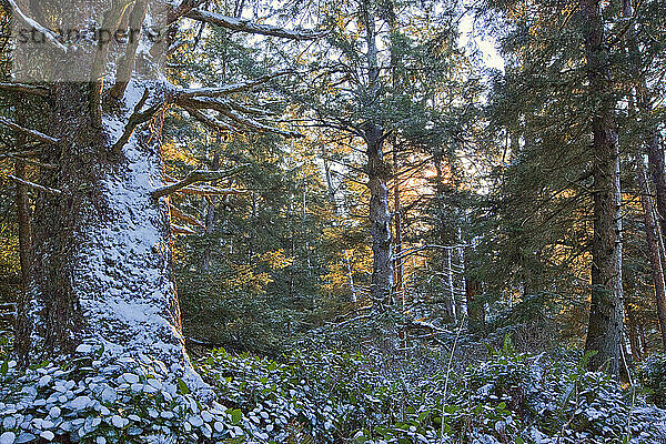 Regenwald im Pacific Rim National Park; Vancouver Island British Columbia Kanada