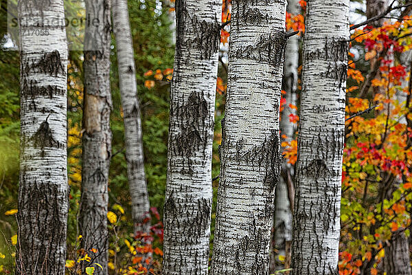 Aspen Trees Surrounded By Colourful Autumn Leaves In Algonquin Provincial Park; Ontario Kanada