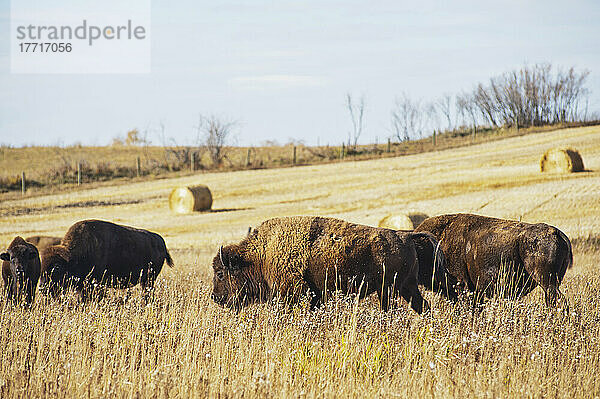 Büffel auf einem Feld; Rossburn  Manitoba  Kanada