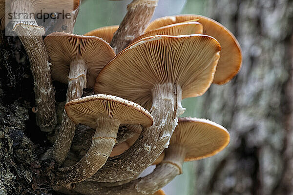 Ein Cluster von Pilzen auf einem Baumstumpf im Algonquin Provincial Park; Ontario Kanada