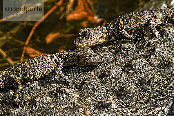 Junge amerikanische Alligatoren auf dem Rücken der Mutter  Everglades National Park  Florida.
