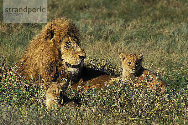 Löwen und Jungtiere  Serengeti-Nationalpark  Tansania  Afrika.