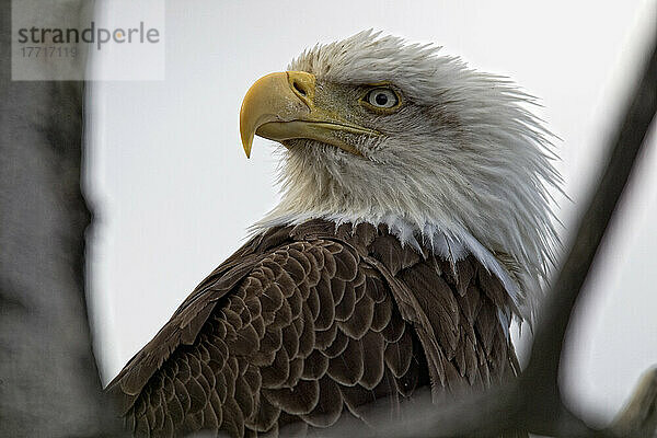 Ausgewachsener Weißkopfseeadler im Baum; Whitehorse  Yukon  Kanada