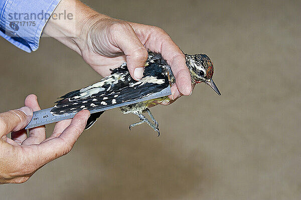 Vermessung der Flügel des Gelbbauch-Saftleckers (Sphyrapicus Varius) während der Vogelberingung zur Überwachung von Wanderungen und Populationstrends  Herbst  Haldimand Bird Observatory  S. Ontario  Kanada.