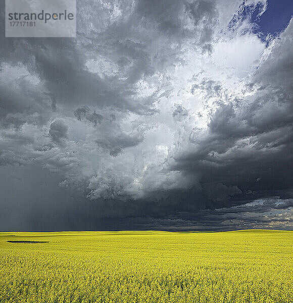 Sturmwolken sammeln sich über einem sonnenbeschienenen Rapsfeld in Süd-Alberta; Alberta  Kanada