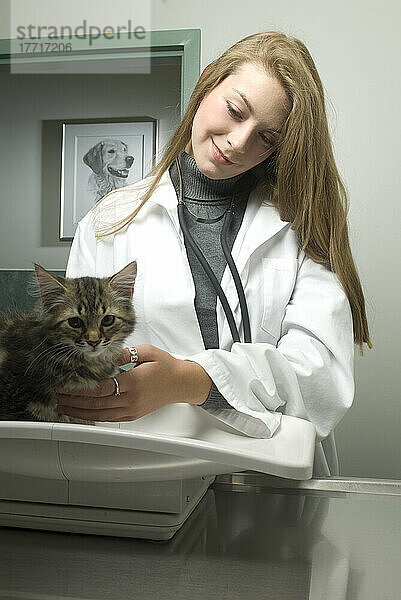Tierarzt untersucht Kätzchen  Roxboro  Quebec