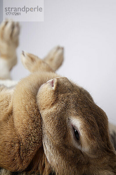 Artist's Choice: Braunes Kaninchen  das sich hinlegt