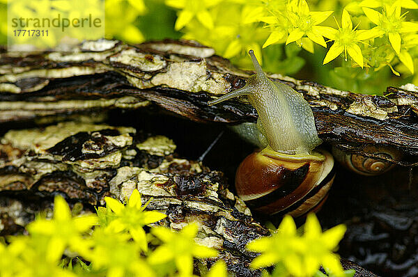 Schnecke in gelben Blumen; Pointe-Des-Cascades  Quebec  Kanada