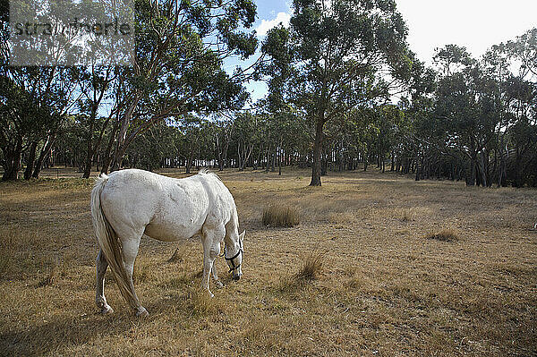 Artist's Choice: Pferd weidet auf einer Wiese  nördlich von Melbourne  Victoria  Australien